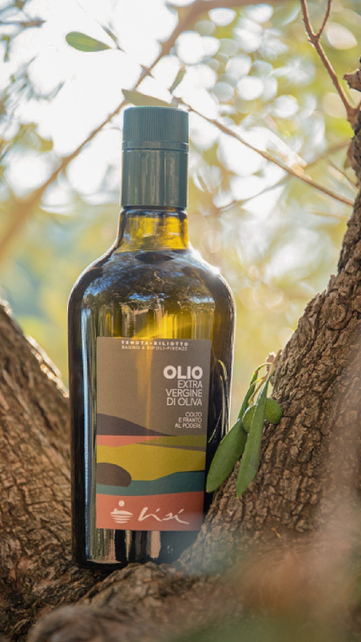 Olio extravergine di oliva - 2025