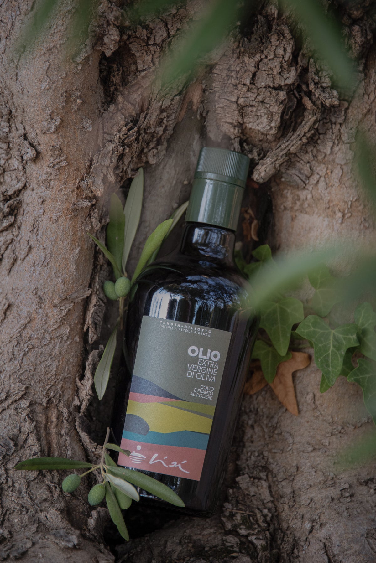Olio extravergine di oliva - 2024