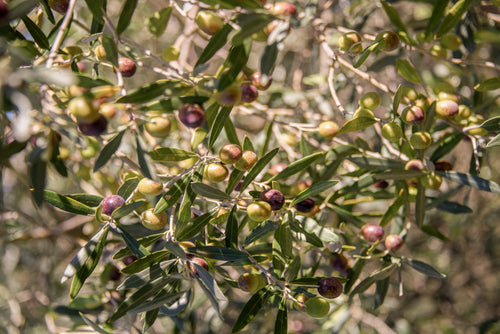 Olio extravergine di oliva - 2025