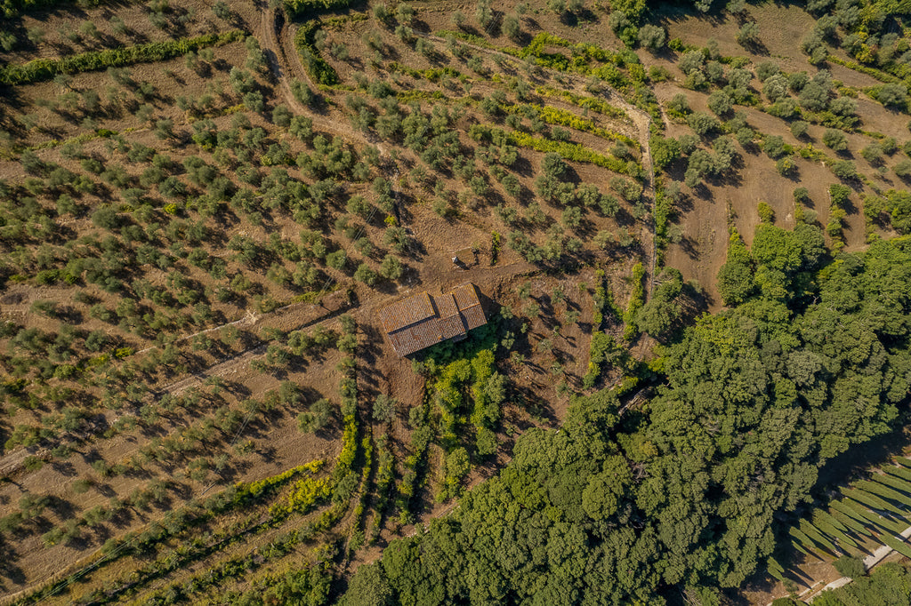 Olio extravergine di oliva - 2024