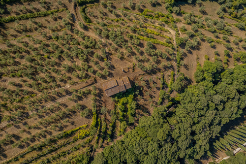 Olio extravergine di oliva - 2024